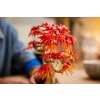 LEGO BOTANICALS 10348 JAPANESE RED MAPLE BONSAI TREE-10806233