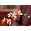 LEGO ICONS 10343 Botanicals - Mała orchidea-9756785